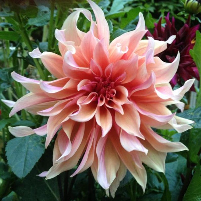 May include: A large, pink and white dahlia flower with delicate petals. The flower is in full bloom and has a soft, romantic look.