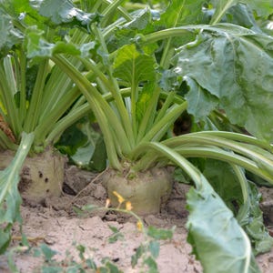 May include: Close-up of sugar beets growing in soil. The image shows the bulbous root of the sugar beet, with green leaves and stems. The leaves are large and textured, and the stems are a light green color. The beets are partially buried in the soil.