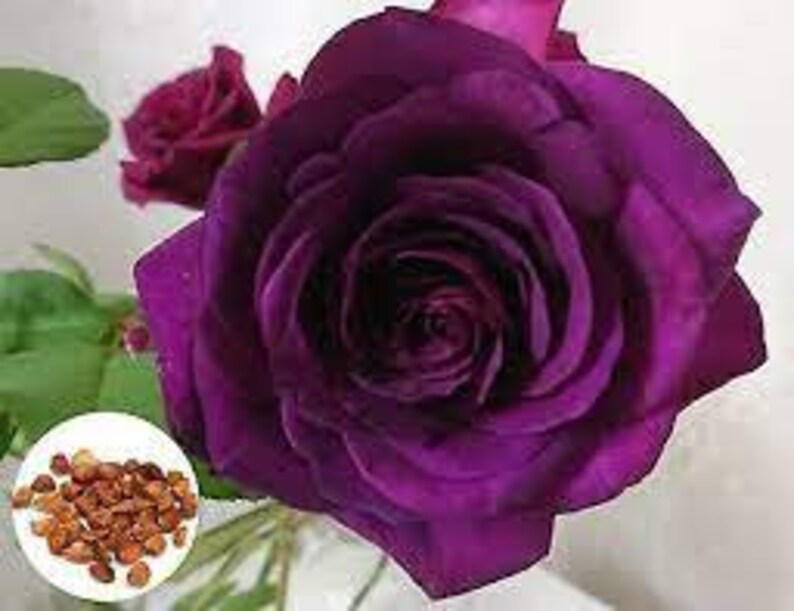 30 Rare Seed dark Purple Rose Bush1085 BUY 4 GET 1 FREE Etsy