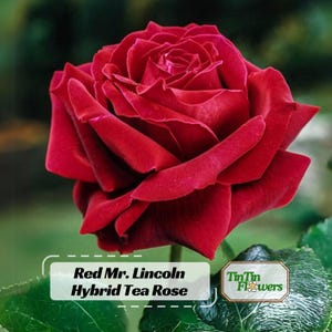 30+ Red Mr. Lincoln Hybrid Tea Rose Seeds - Perennial - Authentic Seeds - Mix Seeds - Late Winter to Early Spring Planting Time #1055