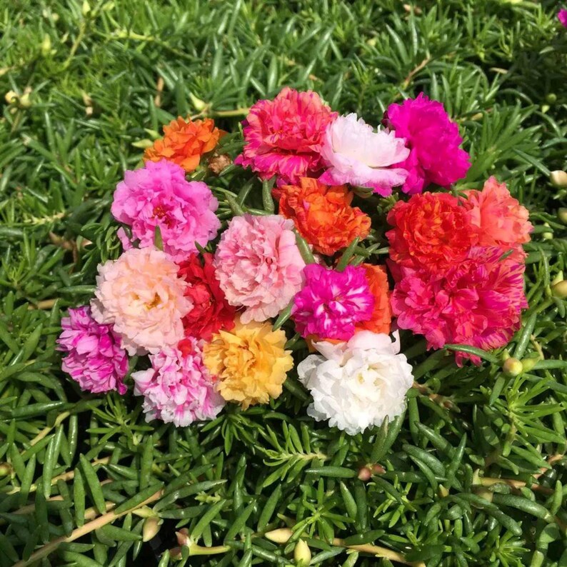 May include: A cluster of vibrant, multi-colored flowers, including shades of pink, orange, red, and white, rests on a bed of green foliage. The flowers have multiple layers of petals, creating a full, textured appearance. The image is taken in natural light.
