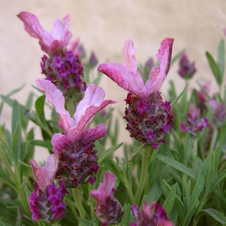 Pode incluir: Close-up de flores de lavanda rosa com flores roxas. As flores est&atilde;o em foco, enquanto a folhagem verde est&aacute; desfocada no fundo.