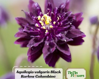 May include: Close-up of a dark purple Aquilegia vulgaris Black Barlow Columbine flower with yellow stamens. The flower has multiple layers of petals and is in full bloom. The image includes the text "Aquilegia vulgaris Black Barlow Columbine" and a logo.