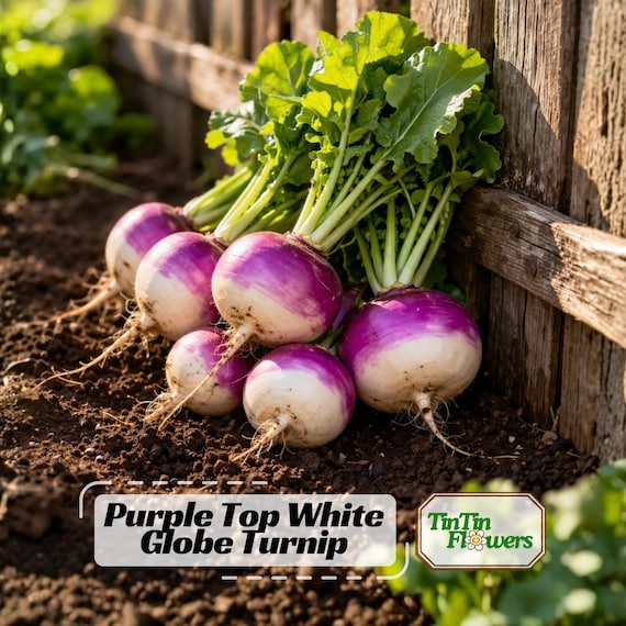 Purple Top White Globe Turnip Seeds – Heirloom Turnips – Smooth White Flesh with Purple Top – Mild Flavor – Fast Growing Garden Vegetable