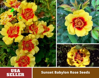 Sunset Babylon Rose Seeds - Perennial -Authentic Seeds-Flowers -Organic. Non GMO -Mix Seeds for Plant-B3G1#1158