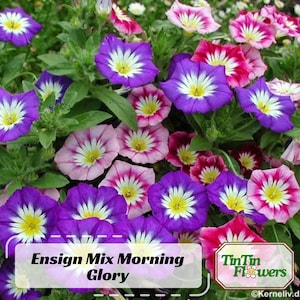 30s|Ensign Mix Morning Glory Seeds -Authentic Seeds-Perennial-Ipomoea-Fast Growing-Self-Pollinating-Plant in Summer/Early Fall #F015