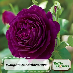 30 Seeds | Twilight Grandiflora Rose Seeds -Perennial - Authentic Seeds - Mix Seeds - Late Winter to Early Spring Planting Time - . #1087
