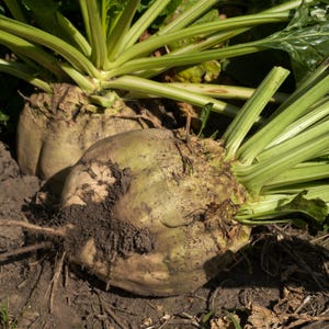 May include: Close-up of two sugar beets partially buried in soil. The beets are light brown with green leafy tops. The leaves have green and white stripes. The soil is dark brown. The image is well-lit and shows the texture of the beets and soil.