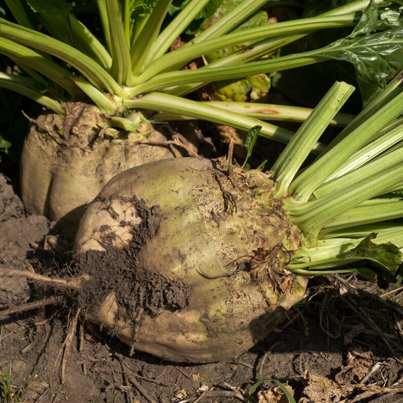 May include: Close-up of two sugar beets partially buried in soil. The beets are light brown with green leafy tops. The leaves have green and white stripes. The soil is dark brown. The image is well-lit and shows the texture of the beets and soil.