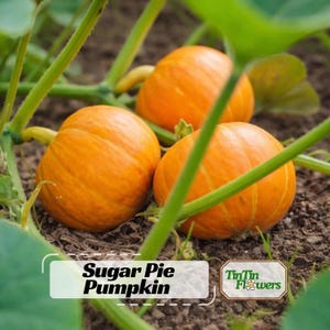 May include: Three small, round, orange Sugar Pie Pumpkins rest on the ground, surrounded by green vines and leaves. The pumpkins have vertical ridges and are in various stages of growth. The image includes the text "Sugar Pie Pumpkin" in a white box.