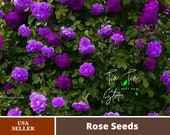30 Rare Seeds-Purple Climbing Rose Seed- 1075-Authentic Seeds-Flowers-Seeds-Rose seeds-Herb seeds-Vegetable Seeds-Mix Seeds for Plant- B3G1