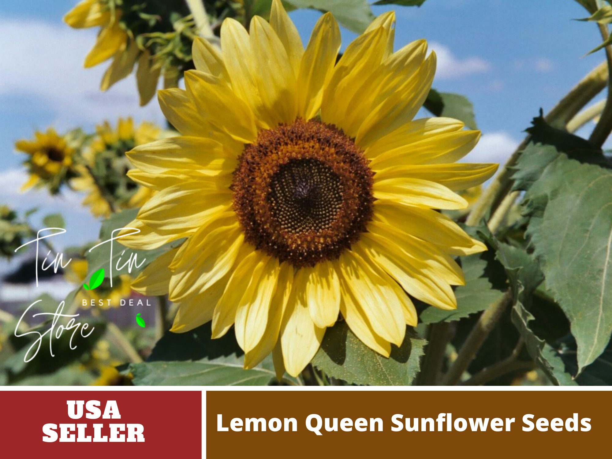 25 Seedslemon Queen Sunflower Seeds e028authentic Etsy