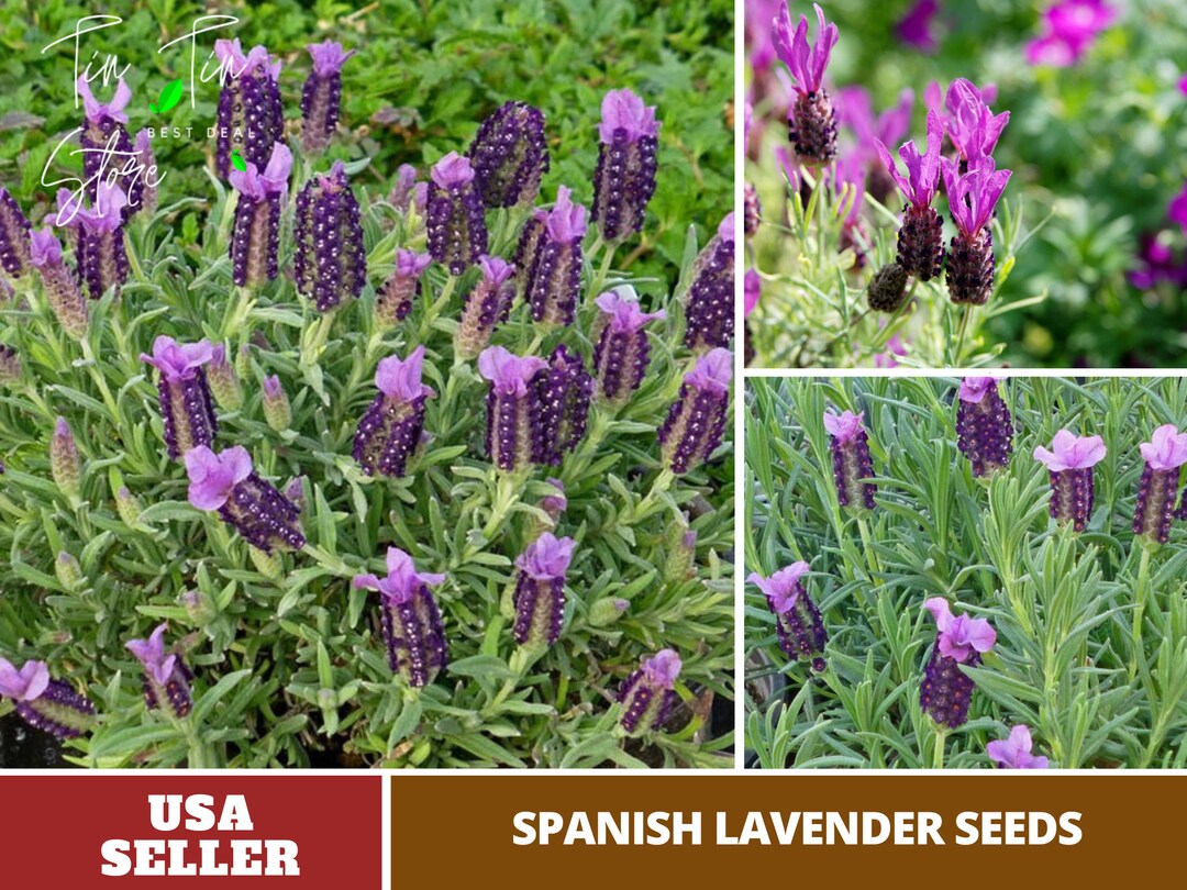 100 Rare Seeds Spanish Lavender Seedsperennial authentic Etsy