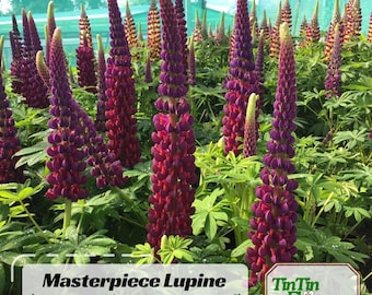 30+ Masterpiece Lupine Seeds -Lupinus - Bluebonnet- Lupin-Heirloom Flower - Native Wildflower - Pollinator Friendly - Perennial#8115