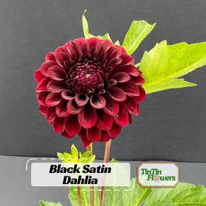 40+  Black Satin Dahlia Seeds - Pollinator Friendly- Open Pollinated - Heirloom - Flower Seeds - Mix Seeds to Plant - .#D020
