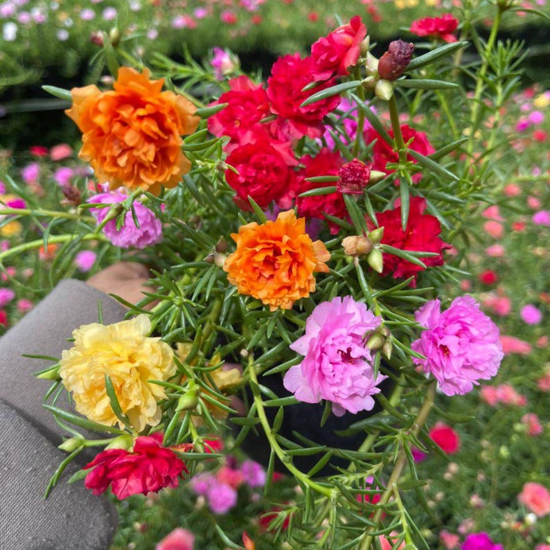 May include: A close-up of a vibrant bouquet of colorful flowers. The flowers are in shades of orange, red, pink, and yellow, with green foliage. The flowers are in full bloom, showcasing their layered petals. The background is filled with more flowers.