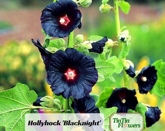 Blacknight Hollyhock Seeds - Alcea rosea Nigra - Deep Black Maroon Blooms - Tall Hardy Cottage Garden Flower - Summer Perennial