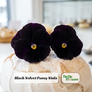 May include: Two deep purple, almost black, pansy viola flowers with bright yellow centers resting atop a round, white, textured meringue dessert dusted with powdered sugar. The text Black Velvet Pansy Viola and TinTin Flowers is visible.