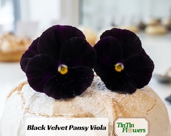 Black Velvet Pansy Viola Seeds - Cold Resistant - Open-Pollinating - Self-Pollinating - Draft Resistant - Plant in late Summer/Spring
