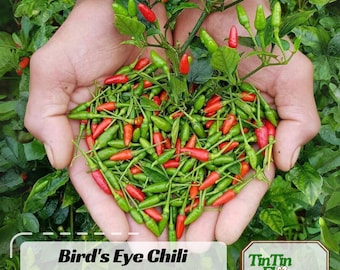 Bird's Eye Chili Peppers (Thai) Seeds- Flower seeds ~ Vegetable seeds ~ Fruits- - Garden Seeds-Fruit #6039