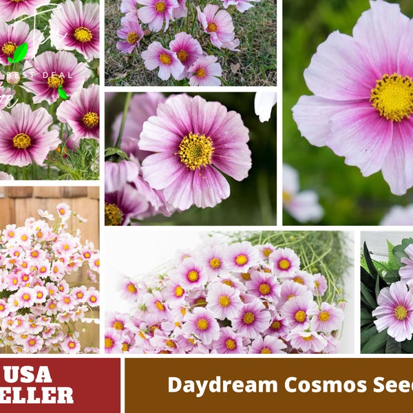 Pink Daydream Cosmos Seeds -Authentic-Seeds-Cosmos seeds-Herb seeds-Vegetable Seeds-Mix Seeds for Plant- BUY 3 GET 1 FREE#L013.