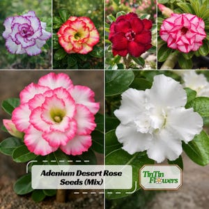 Adenium Desert Rose Seeds Mix – Pink Red White Lavender Double Blooms – Rare Succulent Bonsai – Easy to Grow Caudex Plant