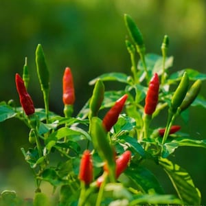 Semillas de chile picante Bird’s Eye – Variedad tailandesa picante – Capsicum frutescens – Picante tradicional – 35 semillas – Sin OMG – 6039 imagen 15