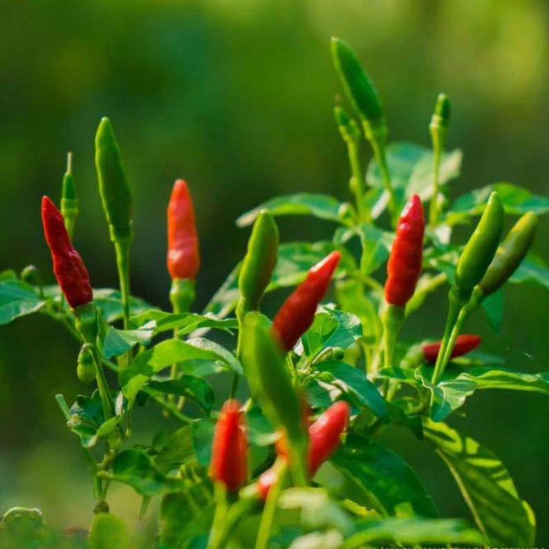 Semillas de chile picante Bird’s Eye – Variedad tailandesa picante – Capsicum frutescens – Picante tradicional – 35 semillas – Sin OMG – 6039 imagen 15