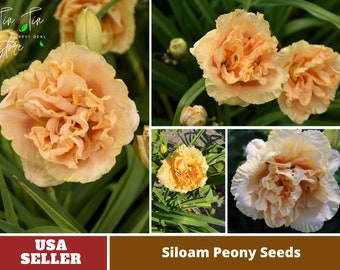 10+ Rare Seeds| Siloam Peony Display Reblooming Daylily Seeds-Perennial -Authentic -Flowers -Organic. Non GMO-Mix Seeds for Plant-B3G1#B048