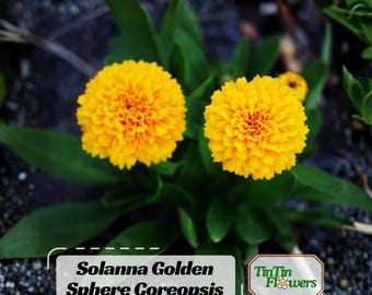 Semillas de Coreopsis Solanna Golden Sphere (Coreopsis grandiflora): Semilla perenne de pompón dorado para bordes y jardines polinizadores.