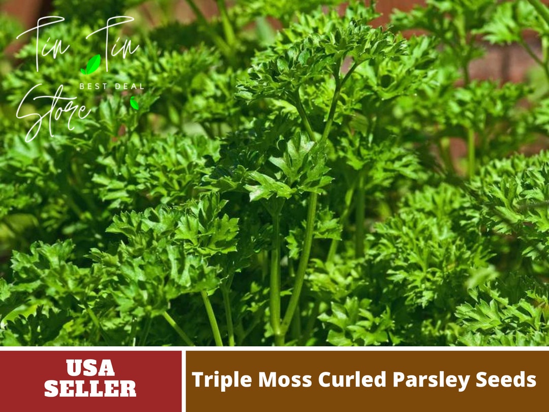 25 Seeds Triple Moss Curled Parsley Seeds perennial Etsy