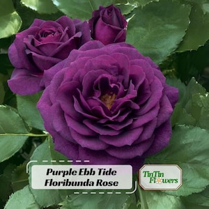 May include: A cluster of deep purple Ebb Tide Floribunda roses with layered petals and a small yellow center, surrounded by dark green leaves. A white rectangular label features the text Purple Ebb Tide Floribunda Rose and TinTin Flowers.