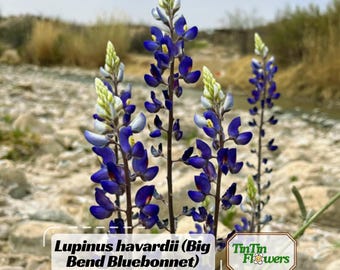 30+ Lupinus havardii (Big Bend Bluebonnet) Lupine Seeds- Native Wildflower Gardening Plant Seed for Pollinator Bees & Butterflies#8113