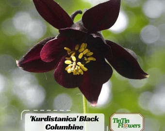 May include: Close-up of a 'Kurdistanica' Black Columbine flower. The flower has deep burgundy petals with a cluster of yellow stamens at its center. The background is a soft green with blurred bokeh.