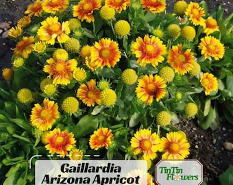 Gaillardia Arizona Apricot Seeds -Blanket flower - Indian Blanket - Wildflower - Pollinator Friendly - Butterfly Attract