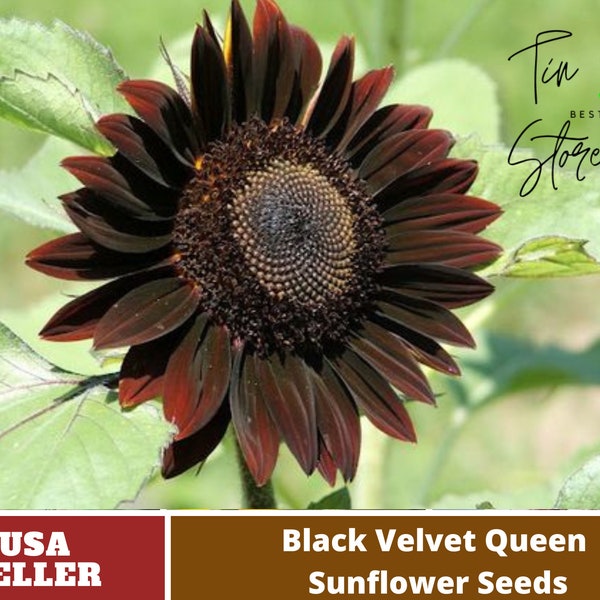 Black Velvet Queen Sunflower-Seeds -Annuals-Authentic Seeds-Flowers -Organic. Non GMO -Mix Seeds for Plant-B3G1#E005