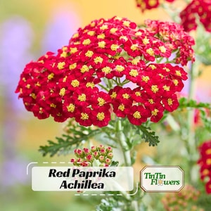 May include: A cluster of vibrant red Achillea flowers with small yellow centers, featuring fern-like green foliage. The image includes text that reads Red Paprika Achillea and a logo for TinTin Flowers with a small flower icon.