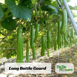 May include: A vibrant image showcases numerous long, green bottle gourds hanging from vines. The gourds, varying in size, are suspended amidst lush green foliage. The text "Long Bottle Gourd" is displayed at the bottom, with a floral logo nearby.