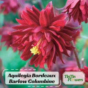 May include: Close-up of a vibrant red Aquilegia Bordeaux Barlow Columbine flower with multiple layers of petals and a yellow center. The flower is in full bloom, showcasing its intricate details. The image includes the text "Aquilegia Bordeaux Barlow Columbine".