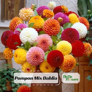 40+  Pompon Dahlia Mix Seeds - Pollinator Friendly- Open Pollinated - Heirloom - Flower Seeds - Mix Seeds to Plant #D034