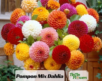 40+  Pompon Dahlia Mix Seeds - Pollinator Friendly- Open Pollinated - Heirloom - Flower Seeds - Mix Seeds to Plant #D034