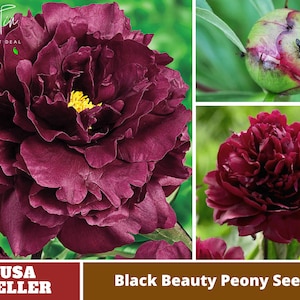 10+ Rare Seeds|  Black Beauty Peony Seeds -Authentic Seeds-Flowers -Organic. Non GMO -Vegetable Seeds-Mix Seeds for Plant-B3G1#B032