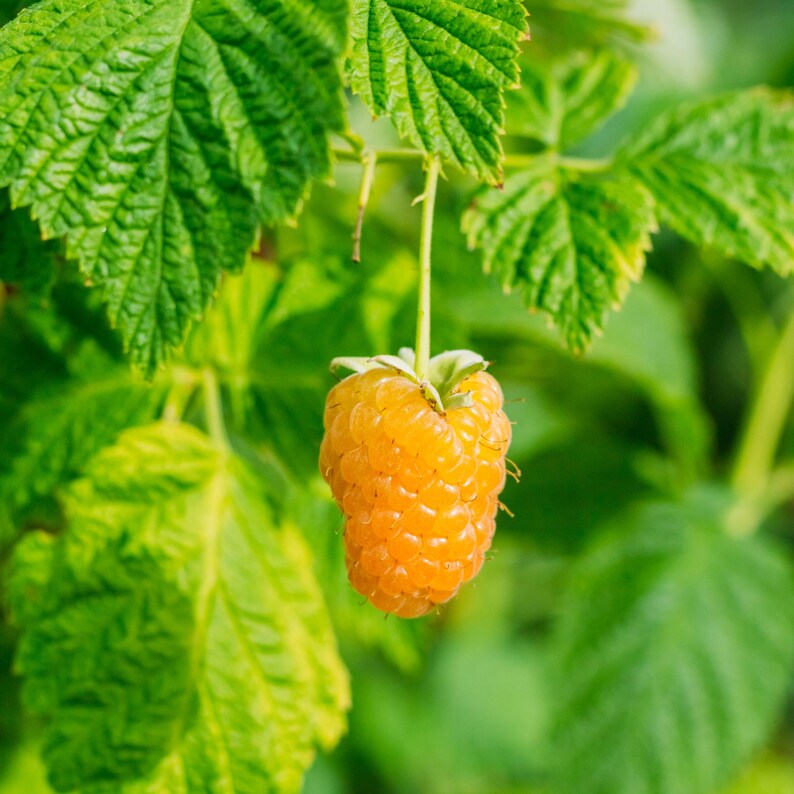 Hanging Golden Raspberry 35 Seeds| Yellow / Golden Raspberry Seeds – Heirloom Fruit Shrub Duo ...