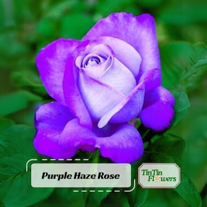 30+ Purple Haze Rose Seeds - Perennial - Authentic Seeds - Mix Seeds - Late Winter to Early Spring Planting Time#1070