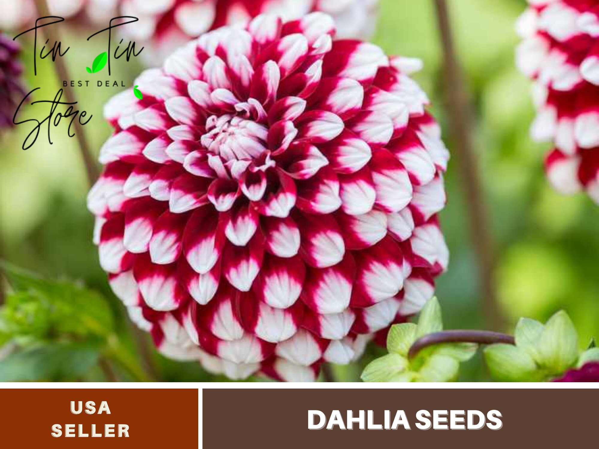 40 Seeds Checkers Dahlia Seedsperennial authentic Etsy