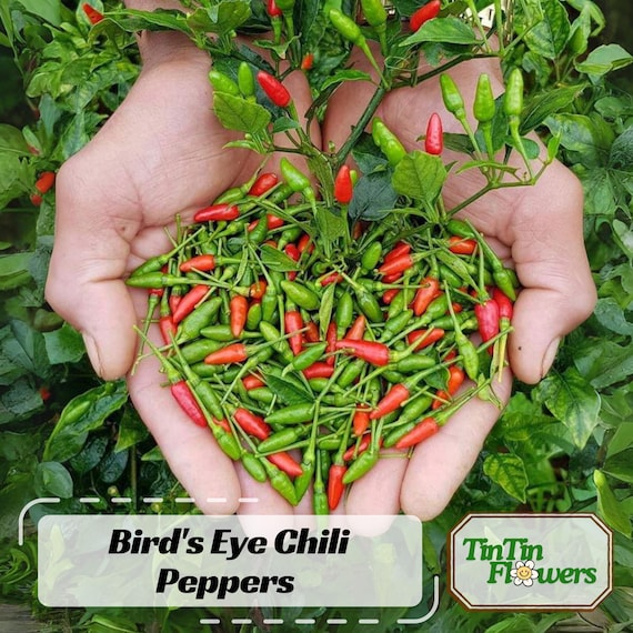 Bird’s Eye Chili Pepper Seeds – Thai Hot Variety – Capsicum frutescens – Spicy Heirloom – 35 Seeds – Non GMO – 6039