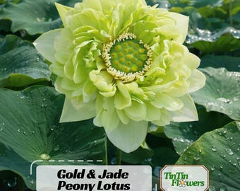 5+ Rare Seeds| Gold & Jade Peony Lotus Seeds - Indian Lotus (Nelumbo nucifera) Seeds - Cold Resistant - Self-Pollinating - Perennial #Q066