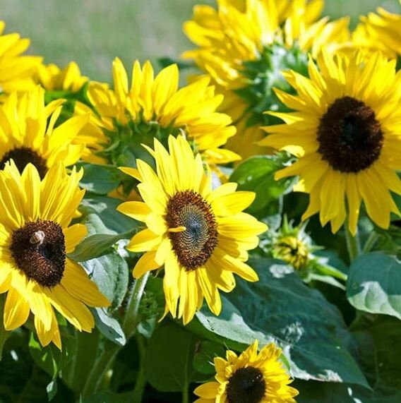 25 Seedsyellow Dwarf Sunflower Seeds perennial authentic Etsy