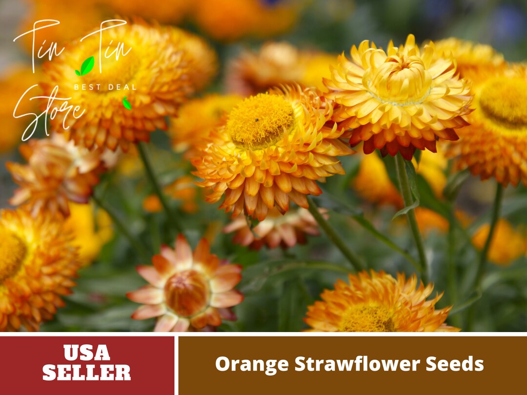 100 Seeds Orange Strawflower Seedsperennial authentic Etsy