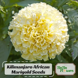Kilimanjaro African Marigold Seeds - Open-Pollinating -Draft Resistant -Cold Resistant - Dwarf - Plant in Spring/After frost #296